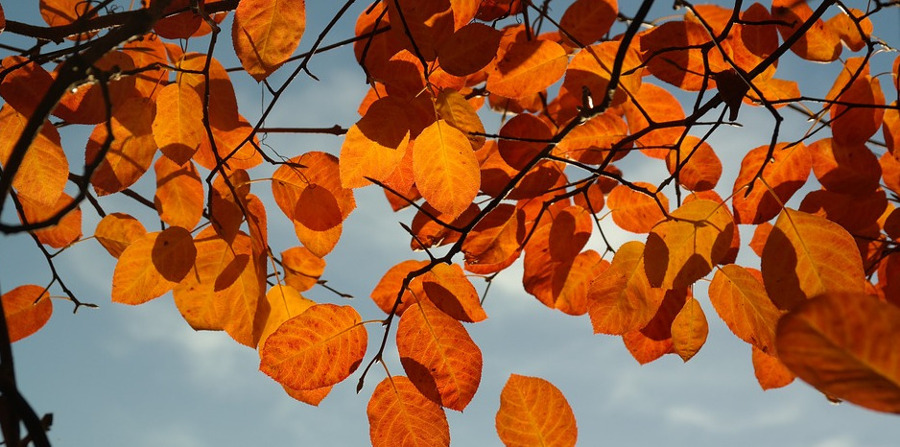 Crépitement des feuilles 