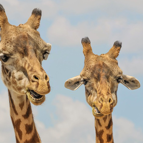 Zoo