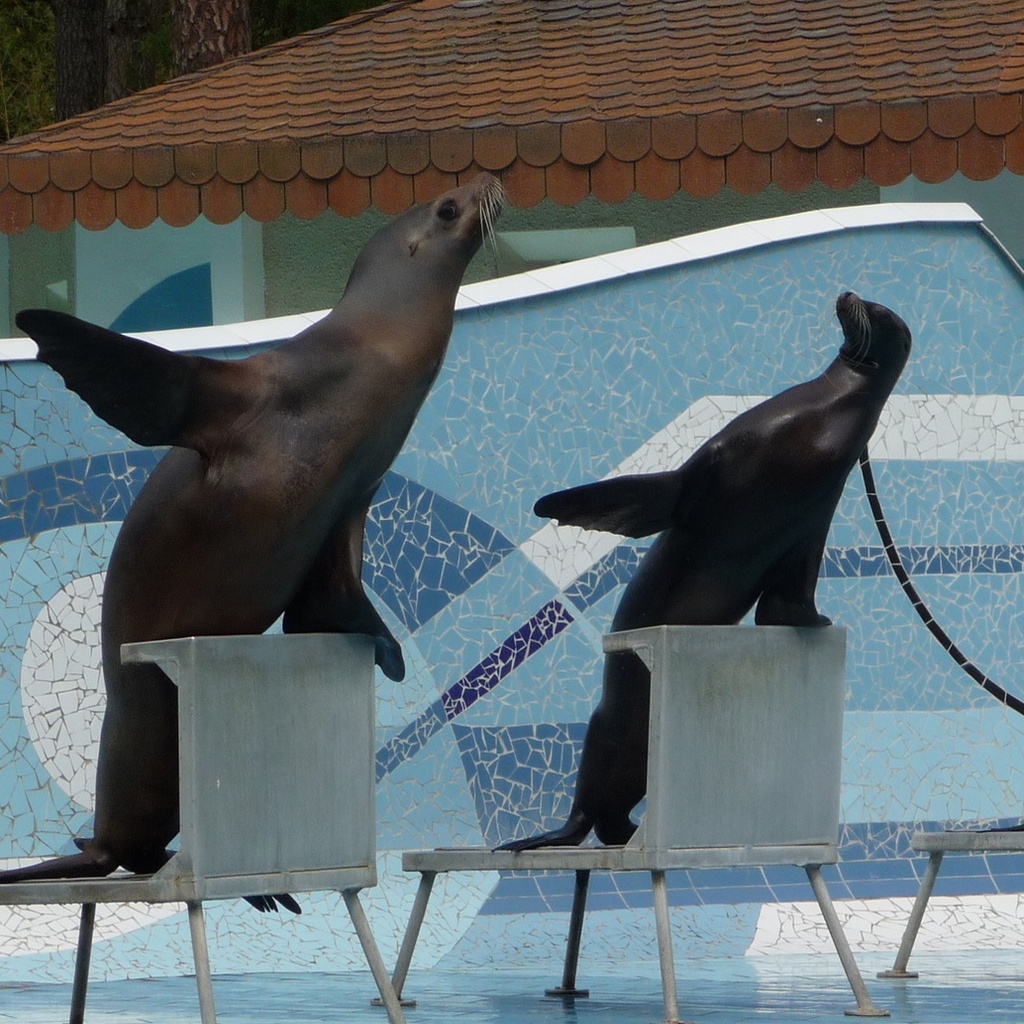 Zoo La Palmyre Royan