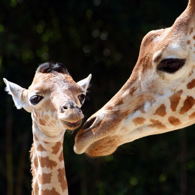 Zoo des Sables d'Olonne