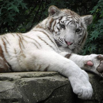 Zoo La Boissière du Doré