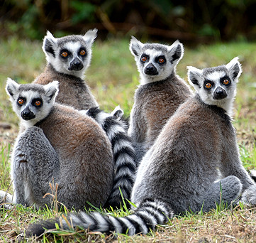 Zoo de La Flèche